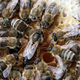 A queen bee (center) surrounded by her attendants. (Image: Waugsberg)